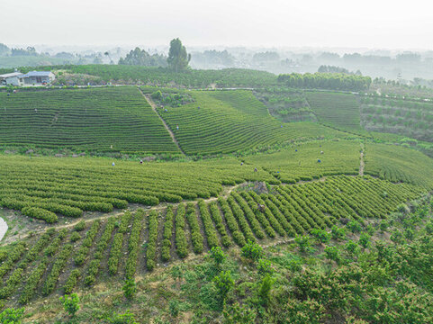 茶山茶園