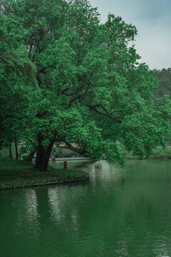 華南植物園