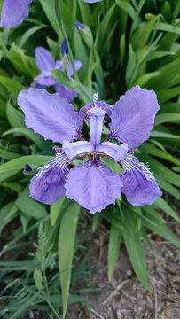 紫蝴蝶蘭花