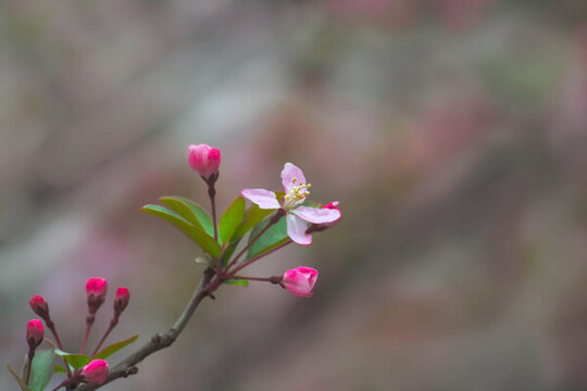 春暖花開