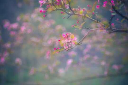 油畫(huà)般花枝