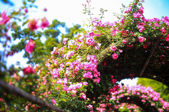 杭州白馬湖公園薔薇花海