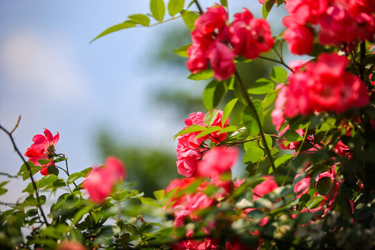 杭州白馬湖公園薔薇花海