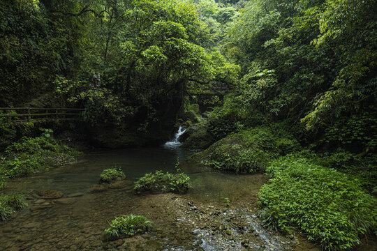 青城山森林