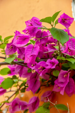 葉子花