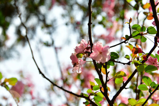 櫻花
