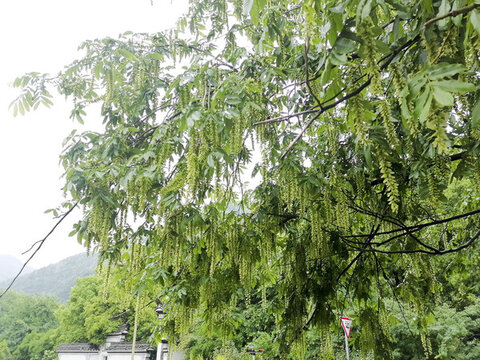 楓楊樹