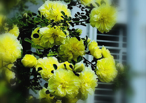 大麗花開(kāi)