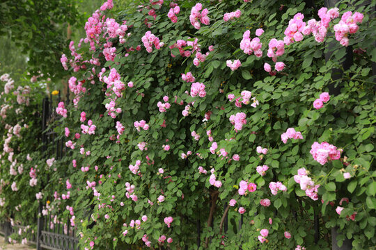 薔薇叢