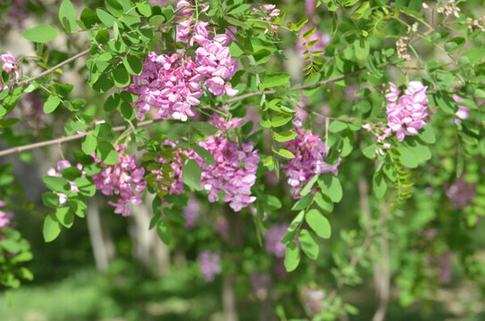 洋槐樹花