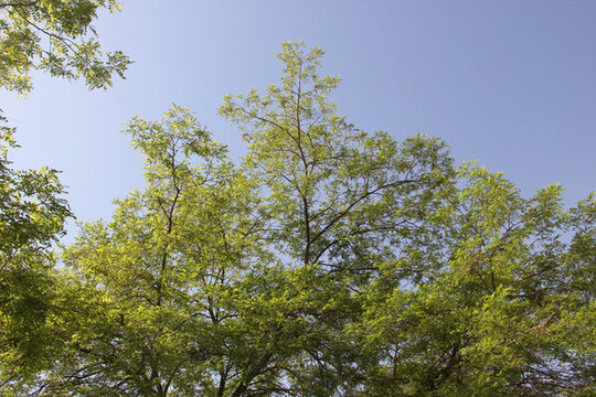 樹(shù)冠