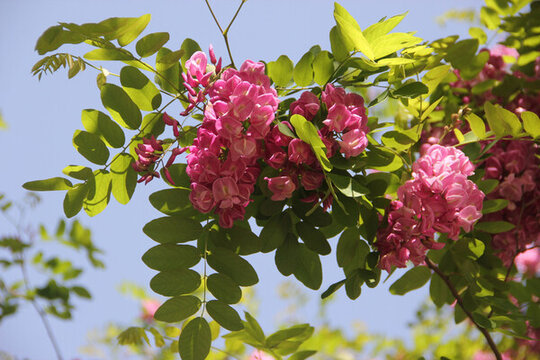 槐樹花紫槐