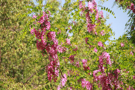 香花槐