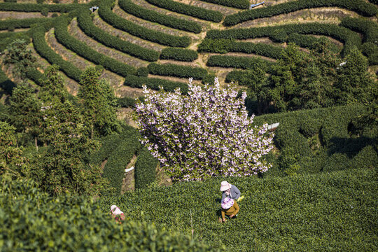 富陽老拔山村茶園