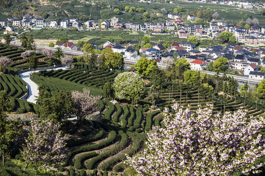 富陽老拔山村茶園