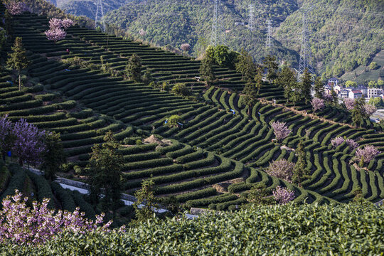 富陽老拔山村茶園
