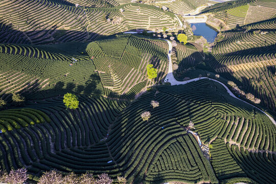 富陽老拔山村茶園