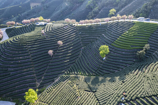 富陽老拔山村茶園