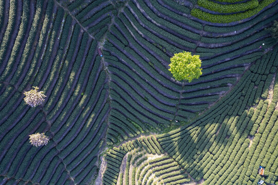 富陽老拔山村茶園
