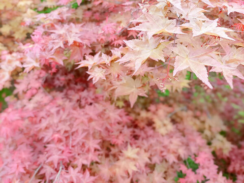 紅楓