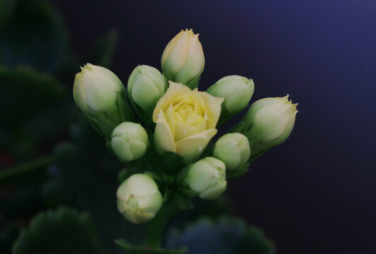盛開(kāi)的長(zhǎng)壽花