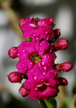 盛開(kāi)的長(zhǎng)壽花