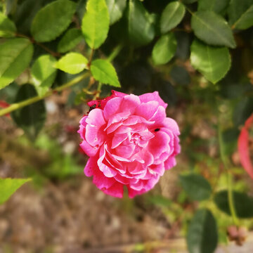 月季花