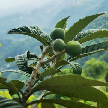 綠枇杷