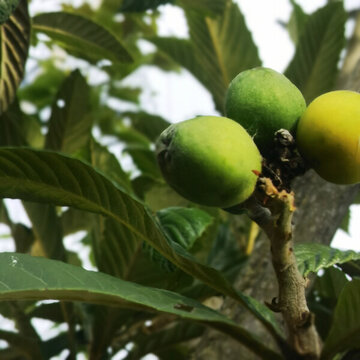 綠枇杷