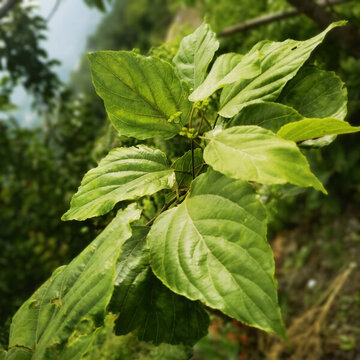 拐棗樹葉