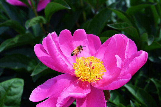 蜜蜂與芍藥花