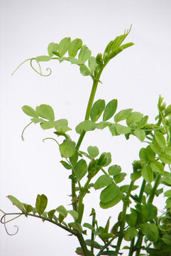 戶外野豌豆的植株