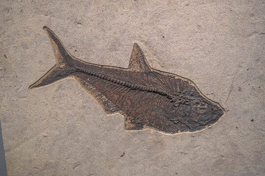 魚類骨化石