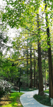 公園樹林小璐