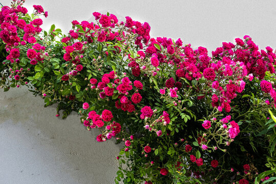 墻上的薔薇