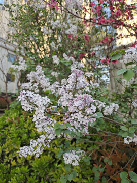 白色紫荊花
