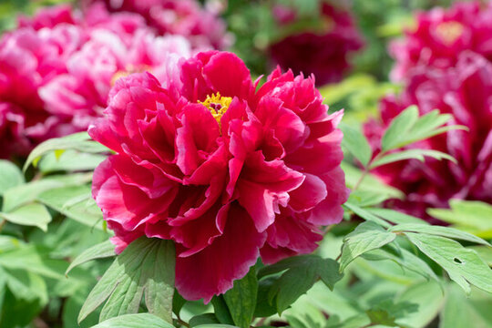 洛陽(yáng)牡丹花