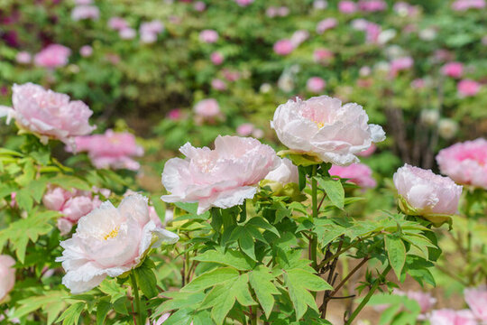 洛陽牡丹花