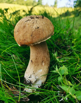 生長的野生菌