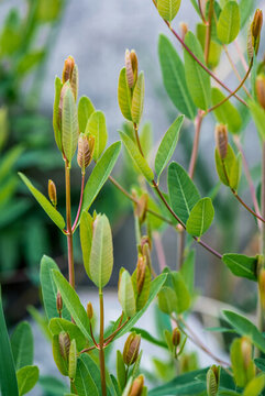 羅布麻植株