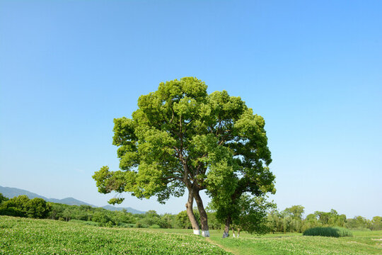 良渚遺址公園綠樹