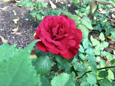 紅色月季花