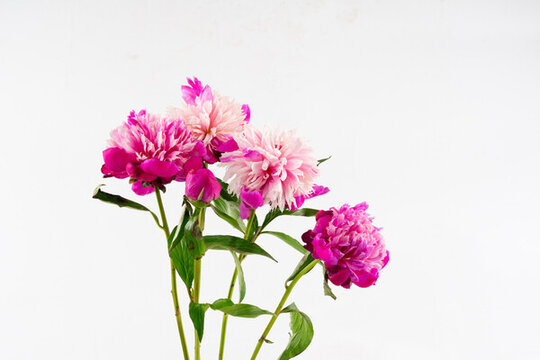 芍藥花