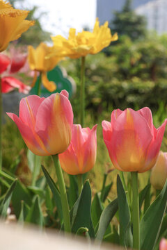 郁金香花園