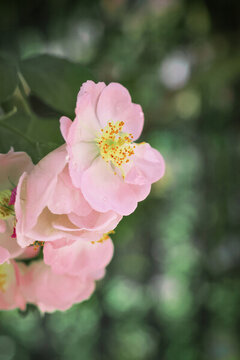 薔薇花攝影