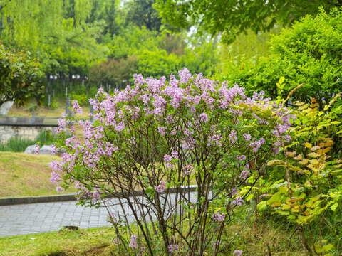 植物園丁香花