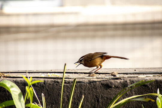 畫眉鳥