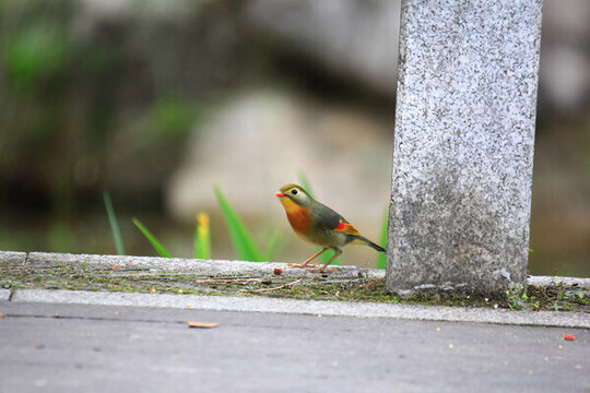 相思鳥(niǎo)
