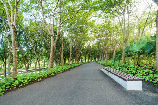 公園里的林蔭小道