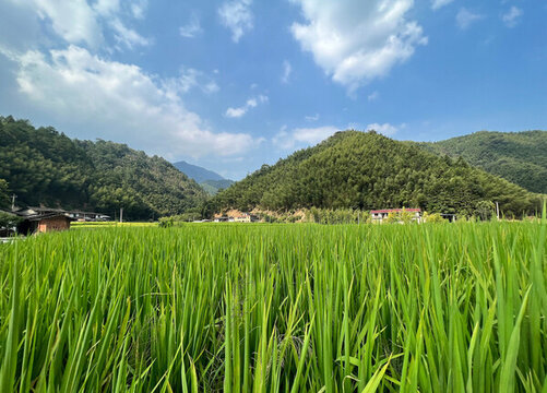 鄉(xiāng)村水稻田